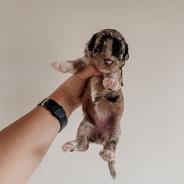 Clara - Merle female Sheepadoodle puppy in Wabash, Indiana from DOODCompany