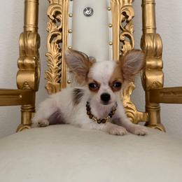 Extra tiny AKC -Prince 4700 - Cream and white male Chihuahua puppy in Burleson, Texas from Tiny Diiamond Chihuahua
