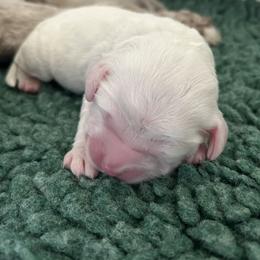 Ares - Cream male Australian Labradoodle puppy in Chuluota, Florida from Delano Australian Labradoodles
