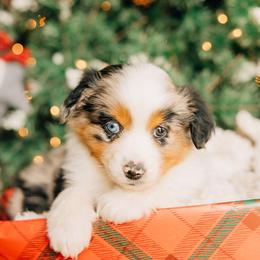 Ham - Blue merle female Miniature Australian Shepherd puppy in Enoch, Utah from Twisted H Aussies