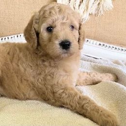 Goldendoodles from NY Dandy Doodles