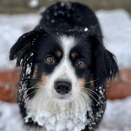 Lovebug - Miniature American Shepherd
