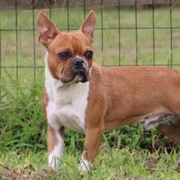 Torpedo - Boston Terrier