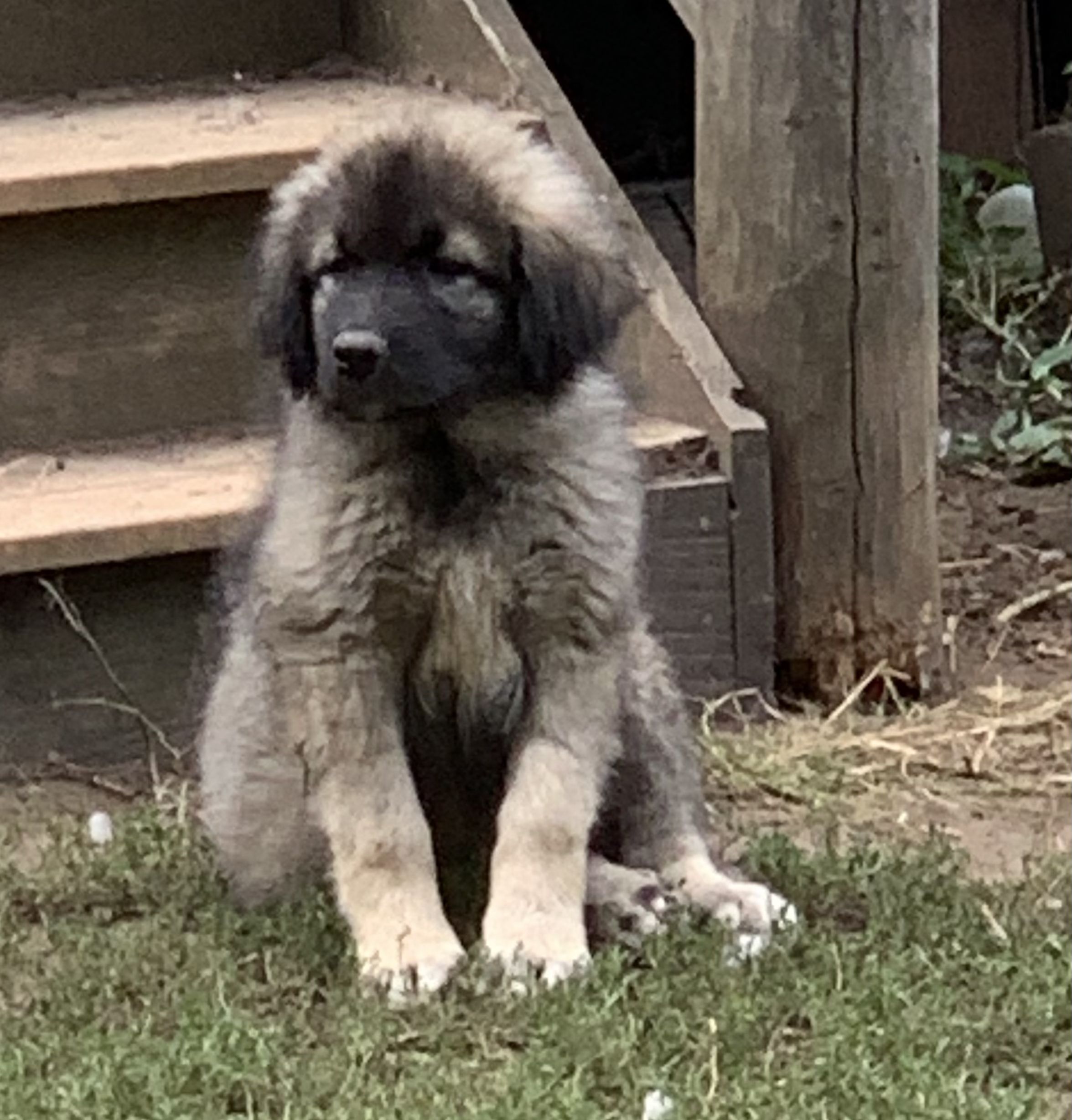 Sarplaninac puppies best sale for sale