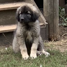 Sarplaninac Puppies from Sarplaninac in the USA
