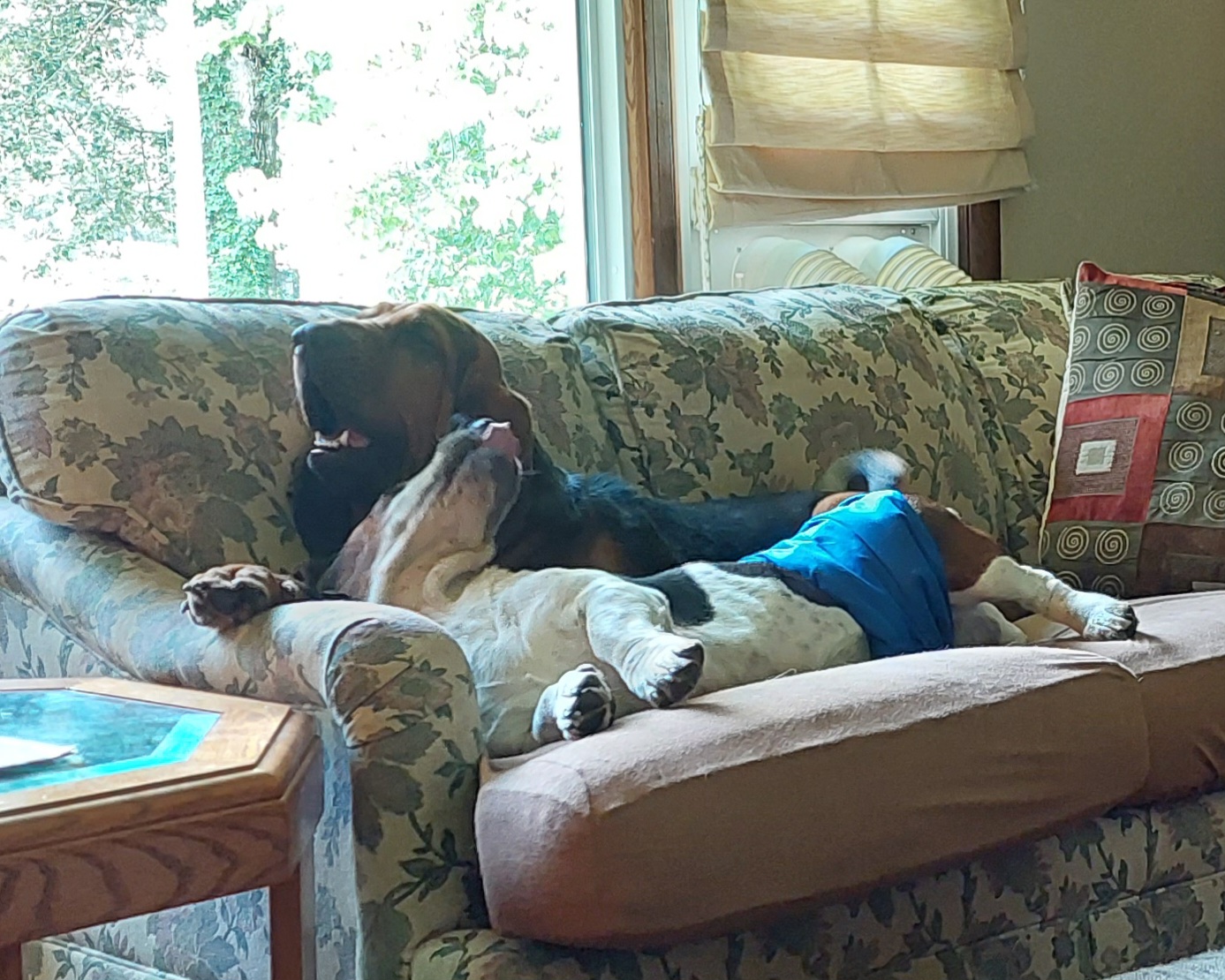 "Elsa and her basset buddy Papa" Basset Hound Puppies from Out Law Hounds Den