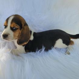Larry - Black tan and white male Beagle puppy in Palmyra, Nebraska from Nebraska K9's