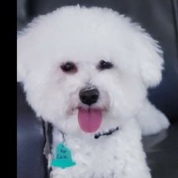Edith - Bichon Frise