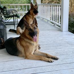 German Shepherd All Grown Up from Angel Oak German Shepherds
