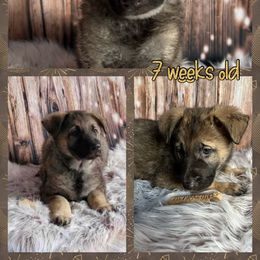 German Shepherd Puppies from Pocono GSD