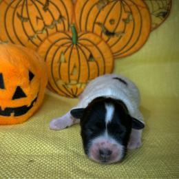 Bella - Parti female Miniature Schnauzer puppy in Placerville, California from Rpuppies