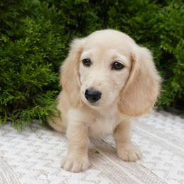 Brook - Cream female Dachshund puppy in Lagrange, Indiana from Royal Paws