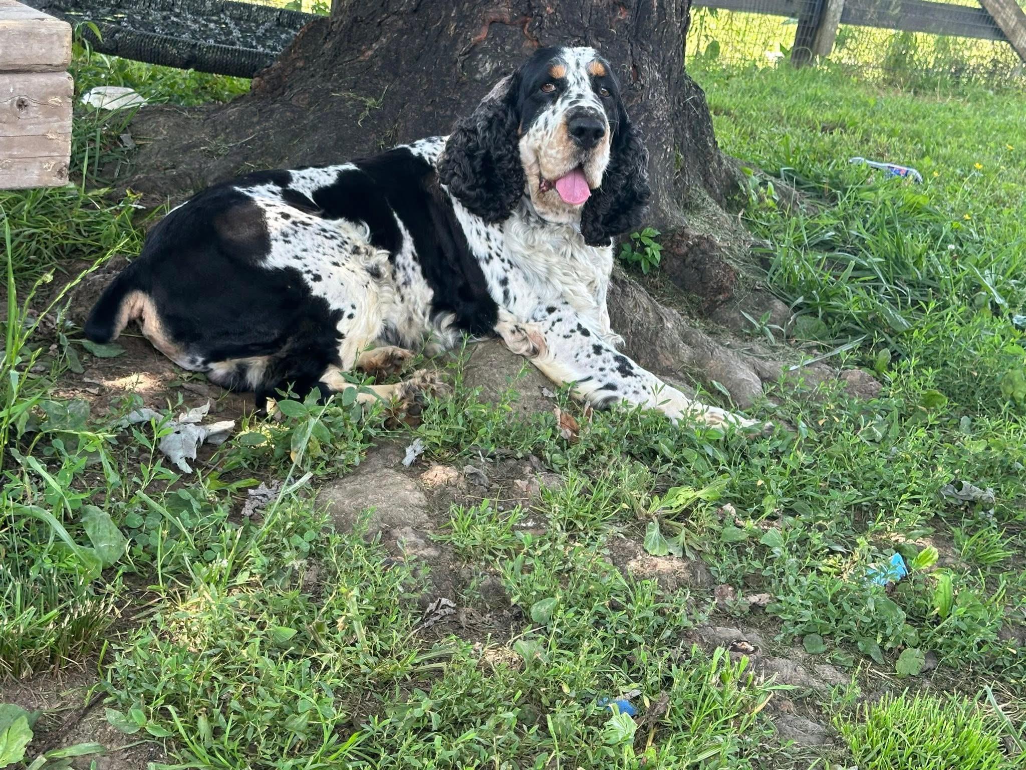 Hugo