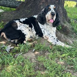 Hugo - English Springer Spaniel