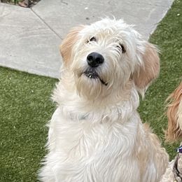 Zuma - Bernedoodle