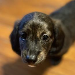 Dachshunds from Wiggle Waddle Dachshunds