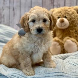 Vela - Cream female Goldendoodle puppy in The Woodlands, Texas from Gracie's Goldendoodles and Bernedoodles