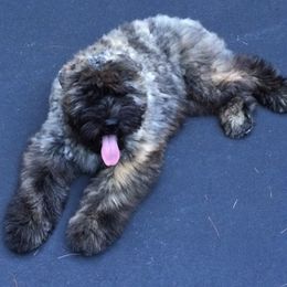 Bouvier des Flandres Puppies from Abken Bouviers