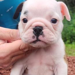 Sweet Pea - Fawn and white female Bulldog puppy in Weedsport, New York from M&M Shelties and Smooch-A-Bulls English Bulldogs