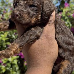 Vega - Phantom female Poodle puppy in Corona, California from Garden Of Poodles