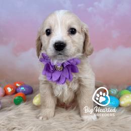 Capri - Cream female Companion Cross puppy in Utah County, Utah from Big Hearted Breeders