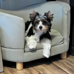 Mattie - Black tan and white female Biewer Terrier puppy in Chester, South Carolina from Classic Biewers