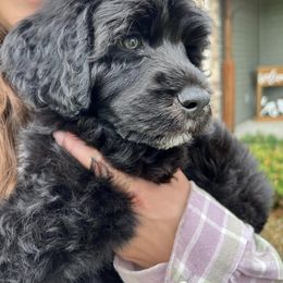 Lagotto Romagnolo and Portuguese Water Dog Puppies from Shooting Star Water Dogs