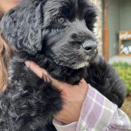 Lagotto Romagnolo and Portuguese Water Dog Puppies from Shooting Star Water Dogs