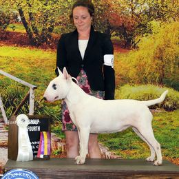 Gigi - Bull Terrier