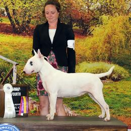 Gigi - Bull Terrier