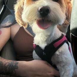 Maltipoo All Grown Up from Tiffany Akins