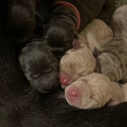 Basset Hound and Labrador Retriever Puppies from Porter Kennels