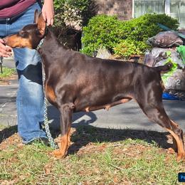 Sammy - Doberman Pinscher