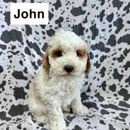 John - Buff and white male Cockapoo puppy in Lebanon, Missouri from Kaitlen's Doodle Pups