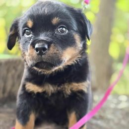 Dark pink girl - Black and mahogany female Rottweiler puppy in Industry, Illinois from KDKs Kennels