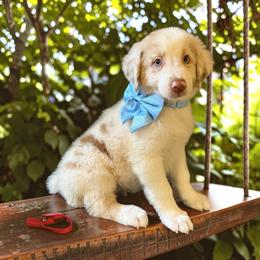 Beckham Leibowitz - Red merle male Australian Shepherd puppy in Statesville, North Carolina from Charming Australian Shepherds