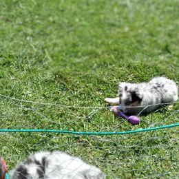 Australian Shepherd Puppies from Van Huitt Australian Shepherds