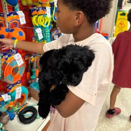 Cavapoo, Cockapoo, Goldendoodle, and Maltipoo Puppies from Perdue Puppies