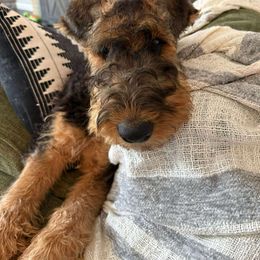 Airedale Terrier Puppies from Mystic’s Airedales