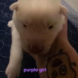 Purple girl - White female Siberian Husky puppy in Quincy, Illinois from Boden Breeding