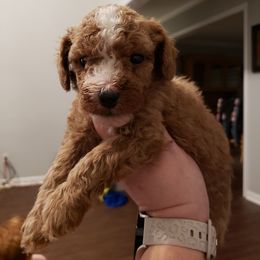 Boy 1 - Poodle puppy from Stutman Hollow Poodles