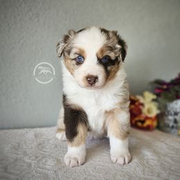 Australian Shepherd Puppies from Taneum Creek Australian Shepherds