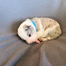 Nova (Blue Collar) - White and blue merle female Border Collie puppy in Lula, Georgia from Silver Creek Ridge