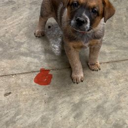 Red collar - Red mottled male Australian Cattle Dog puppy in Town Creek, Alabama from Crooked Creek Farm and kennel