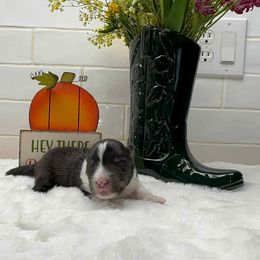 Girl 4 - female Shetland Sheepdog puppy in Zephyrhills, Florida from Highland Shelties & Aussies