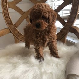 Pekingese and Poodle Puppies from Dogs lovers