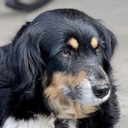Gigi - Miniature American Shepherd