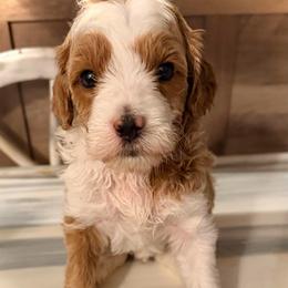 Charming - Red  male Goldendoodle puppy in Bradenton, Florida from Christianna’s Mini Goldendoodles