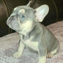 Vienna - Tricolors female French Bulldog puppy in Graham, Washington from Kristy's French Bulldogs & Mini Schnauzers