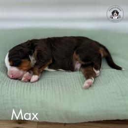 Max - Tri-color male Bernedoodle puppy in Greenville, Texas from Doodles of Promise
